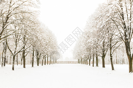 白雪进入森林中几棵树景观自然白色的图片
