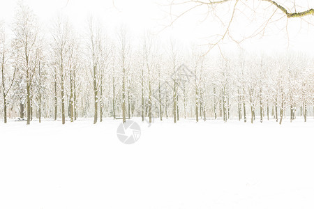 老北京胡同农村霜白雪进入森林中几棵树设计图片