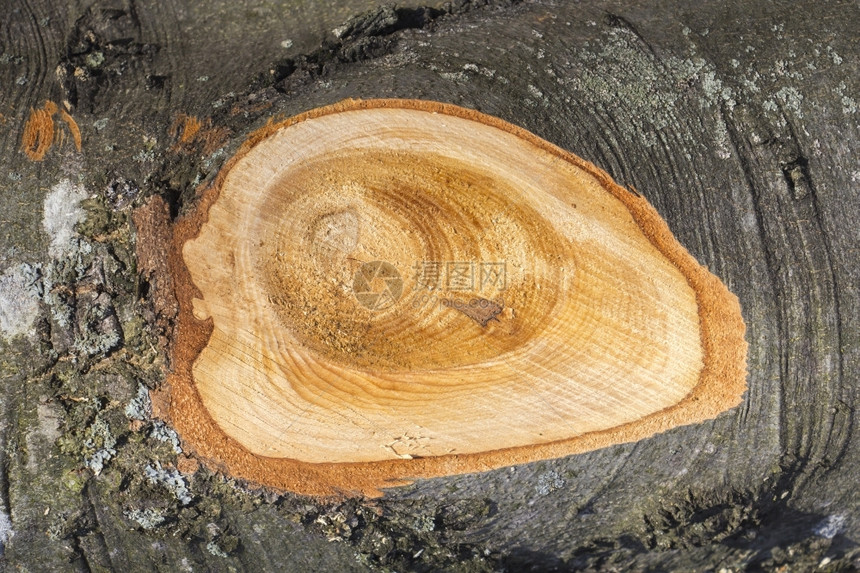 年龄木头树枝横截段分支干灰作为木制背景图片
