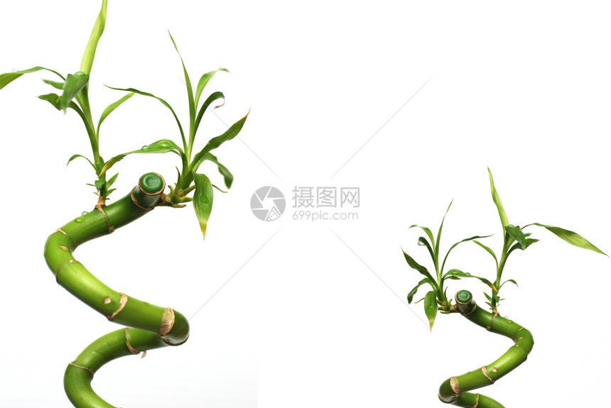 充满活力白背景的孤立竹热带茎图片