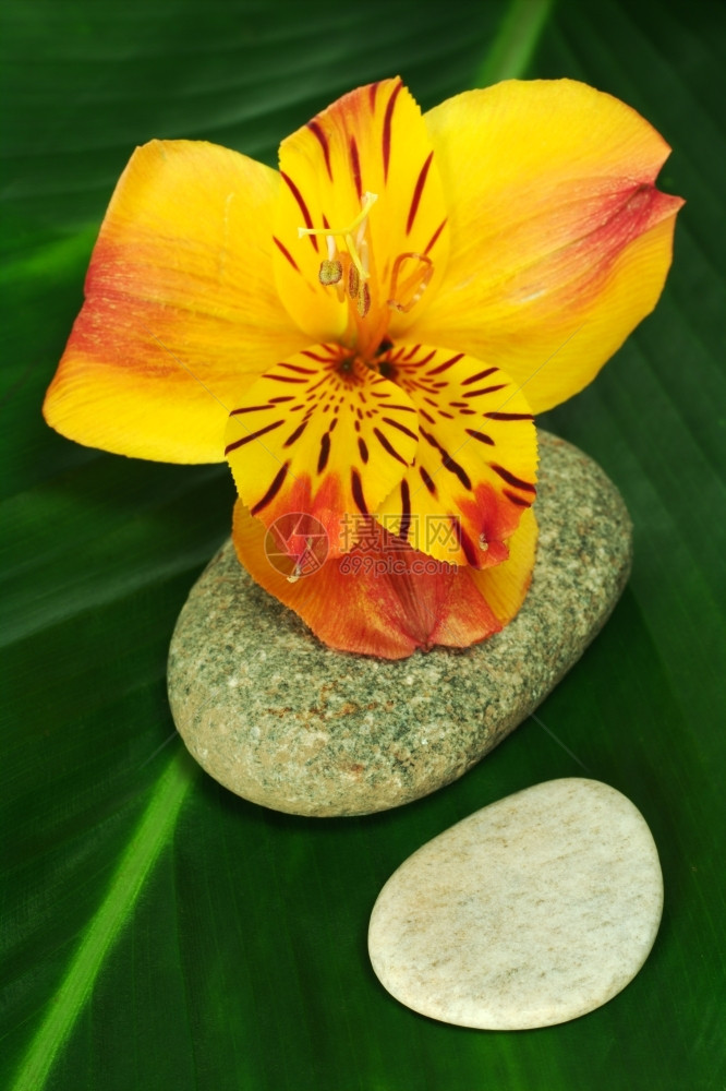 花瓣幽思IncaLilyBlossom贴近叶的Inca百合花法里纳图片