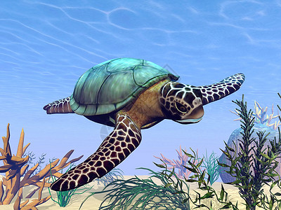 水龟蓝色的贝壳美丽海龟在植物中游泳海的龟3D渲染自然设计图片