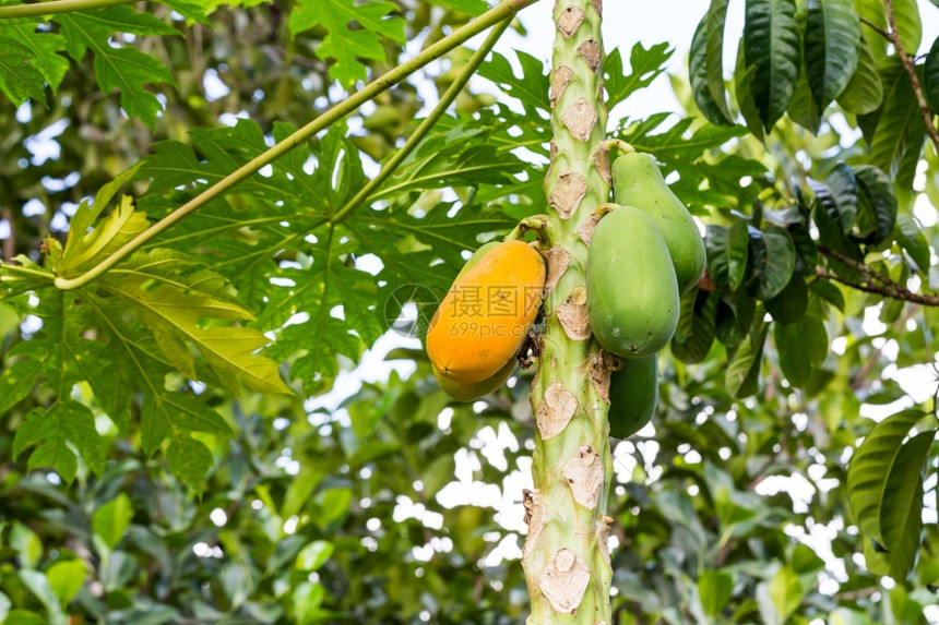 亚洲人木瓜树上新鲜橙以绿色背景饮食异国情调图片