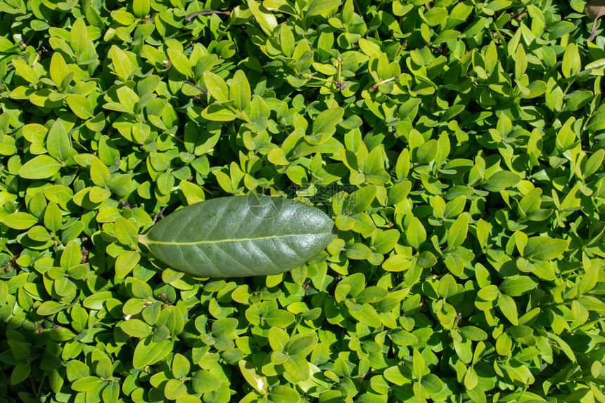 芽手美丽的绿色树叶作为自然背景质料图片