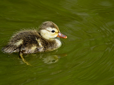 小鸭子在水中反射的池塘里游泳沉浸野生动物宁静图片