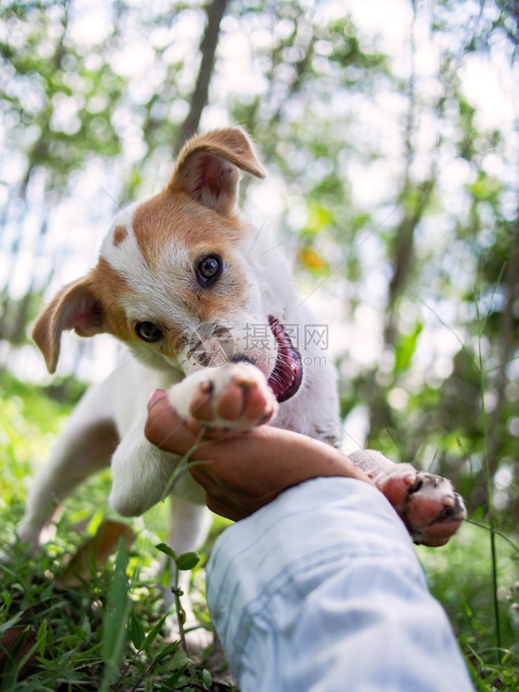 小狗用主人的手在花园地上玩小狗爪子植物犬类图片