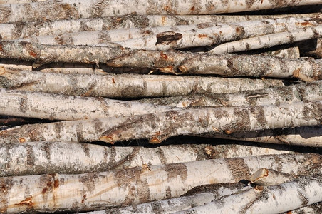 锯工程过的Birch原木背景堆叠图片
