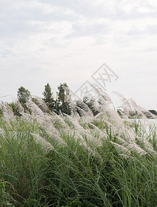 夏天农村场小水库附近的草花田农庄小水库附近靠美丽图片