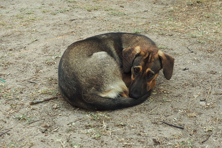 一只瘦薄和悲伤的流浪狗躺在地上弯成一团悲哀的眼神信仰一种薄的图片
