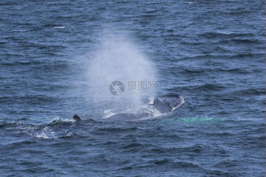 手表太平洋大西沿岸的鲸鱼观赏活动经验户外图片