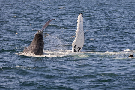 大西洋沿岸的鲸鱼观赏活动经验地点水濒危图片