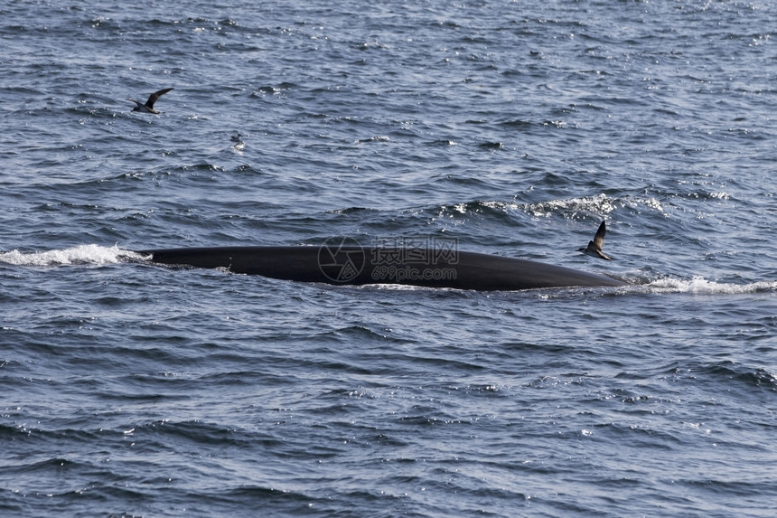 大西洋沿岸的鲸鱼观赏活动经验捕鲸违反巨翅目图片