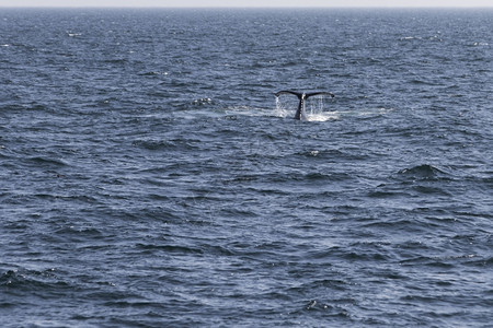 观看大西洋沿岸的鲸鱼观赏活动经验水下海图片