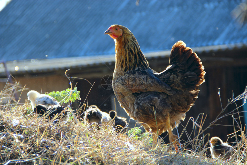 国内的食物哺乳动院子里有鸡的母小和一起养家禽院子里的成年黑母鸡和户外小母和图片