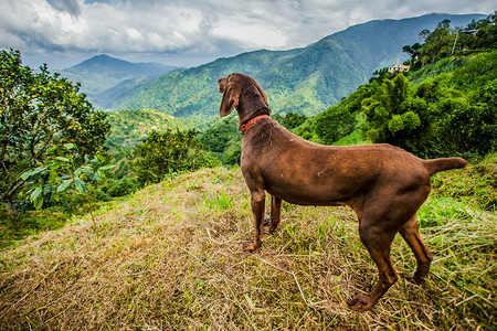 顶峰森林牙买加蓝山咖啡种植地牙买加蓝山咖啡种植地丘陵图片