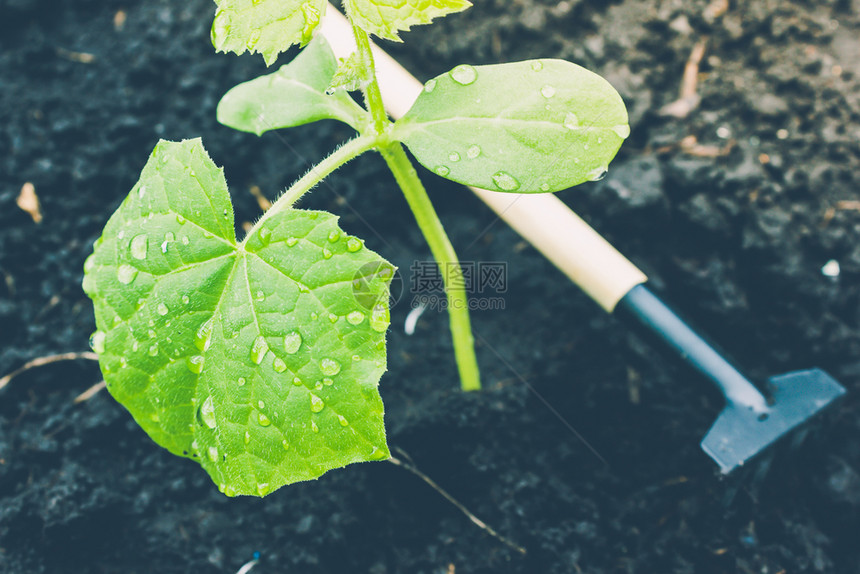 地球发芽土壤青黄瓜幼苗或园地艺工具中的在园种植春工作图片
