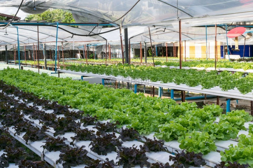 市场排沙拉温室种植的氢栽培蔬菜图片