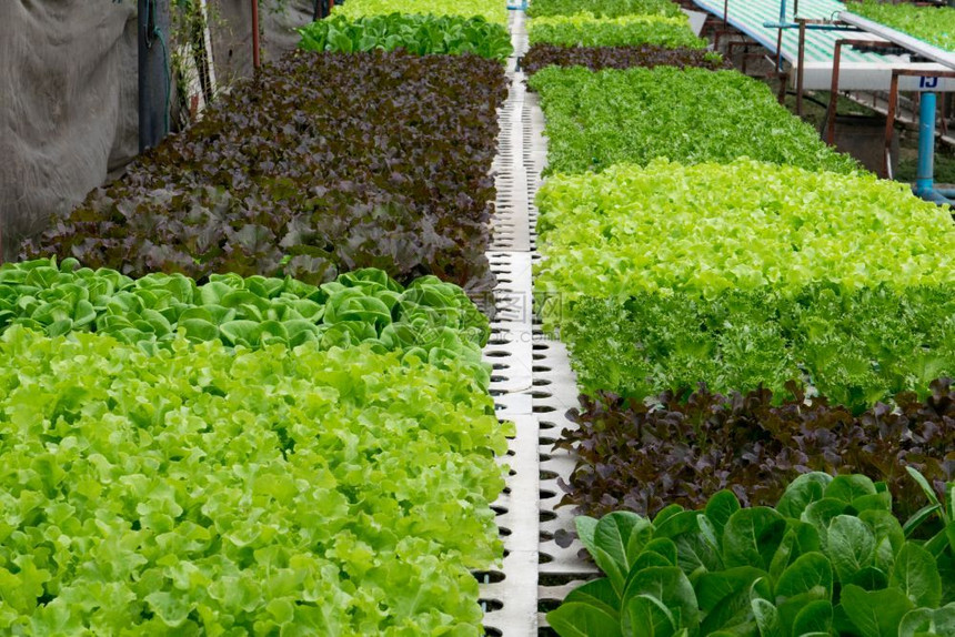 水产养殖农场叶子温室种植的氢栽培蔬菜图片