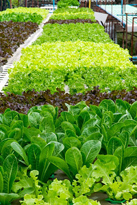 红色的营养花园温室种植的氢栽培蔬菜水产养殖高清图片素材