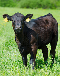 重的小牛在夏季草原上种黑牛肉色的图片