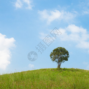明亮的大树在山坡上大树牧场中间大树在最晴朗的天空中土地蓝色的自然高清图片素材