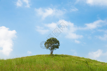 自然大树在山坡上大树牧场中间大树在最晴朗的天空中土地一种草高清图片素材