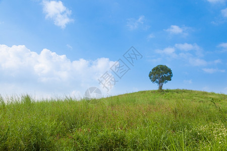 分支绿色大树在山坡上大树牧场中间大树在最晴朗的天空中叶子草地高清图片素材