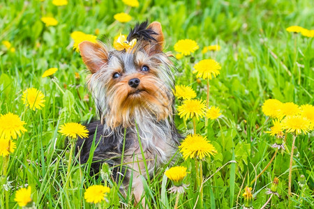 黄色狗在野生草地上用丁迪利翁公园甜的美丽背景