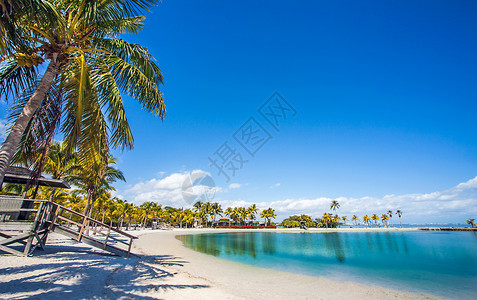 马西森哈默克县公园美州迈阿密佛罗里达圆滩的桌海椰子城市景观图片