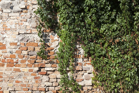 花园村庄旧砖墙上面长绿色常春藤关闭部分建筑的旧砖墙壁常春藤哪一个图片