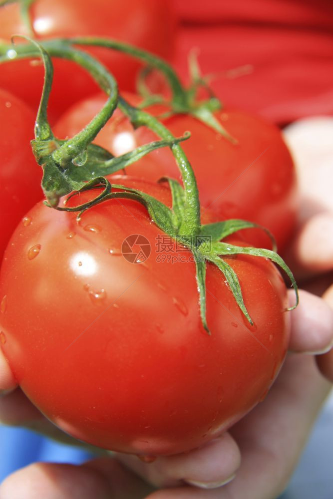 保持女人手握着一帮新鲜的有机美味番茄在蔬菜花园垂直姿势上露天有绿花茎颜色手臂图片