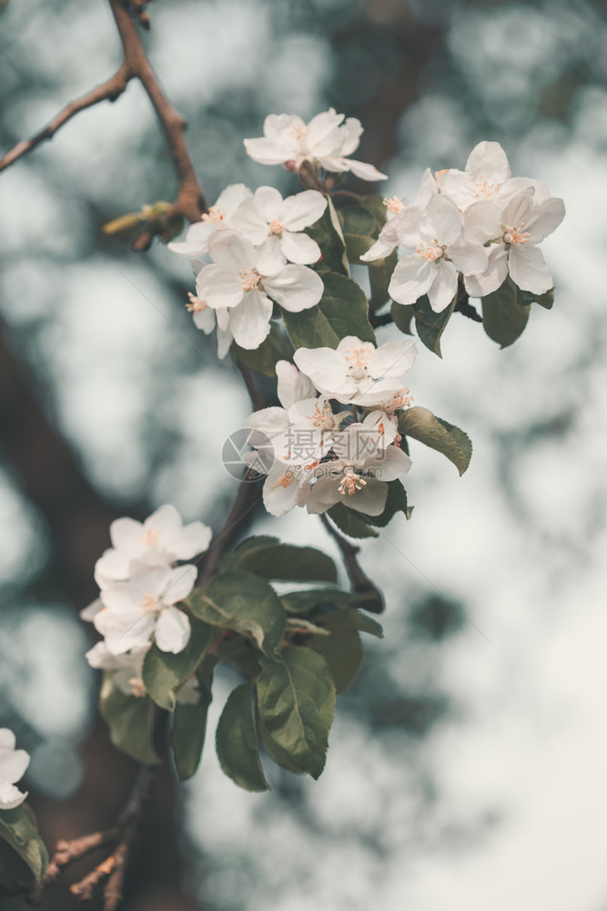 花朵春树枝的紧近处春花果园里有白樱春分支绿色图片
