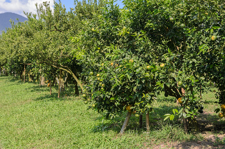 生长橘子果园树上的栽培有机环境高清图片素材