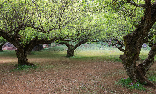 草地植物园里的老李子树公园叶图片