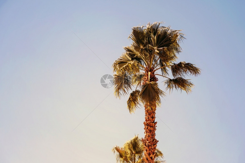 清蓝天空上的绿棕榈树蓝色晴天海滩图片