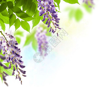 紫藤边框白色背景上页角绿叶边框紫树叶绿色新子白背景边界以及花的植物环境背景