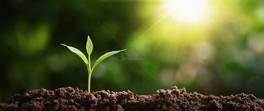 植物在花园的土壤上种植小树有阳光和生态活天图片