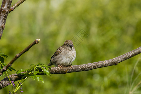 翅膀栖息脂肪麻雀笼罩在树枝上鸟类图片