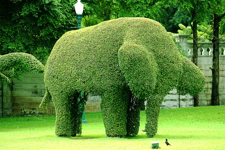雕塑树被修剪成大象的形状夏天园艺图片