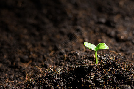 植物种子南瓜幼苗从土壤中长出有晨光照亮可持续图片