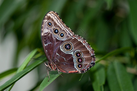 一种动物群自然只漂亮的蓝光假蝴蝶坐在草地上明亮的高清图片素材