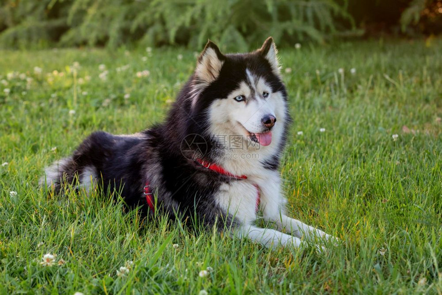 西伯利亚Husky在公园的草地上自然眼睛旅行图片