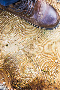 开机带树环的木头纹理靴子带树环年轮的木头纹理靴子生活橡木背景图片