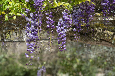 春花中盛有明蓝和紫维斯特利亚鲜花的集锦团清蓝和紫维斯特利亚鲜花团美丽的颜色户外背景图片
