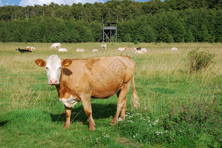 动物自然保留区内的牛群在瑞典岛奥兰德有一座观鸟塔乳制品草原图片