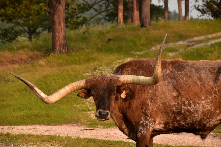 家畜清晨时分看长角牛的脸一种德克萨斯州图片
