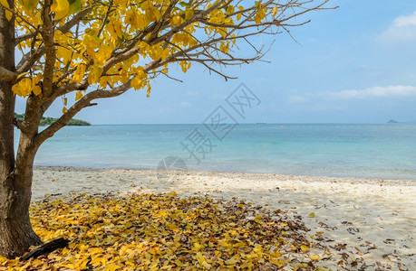 芙蓉叶子绿色门户14美丽的热带海滩岸黄叶树色泰国背景