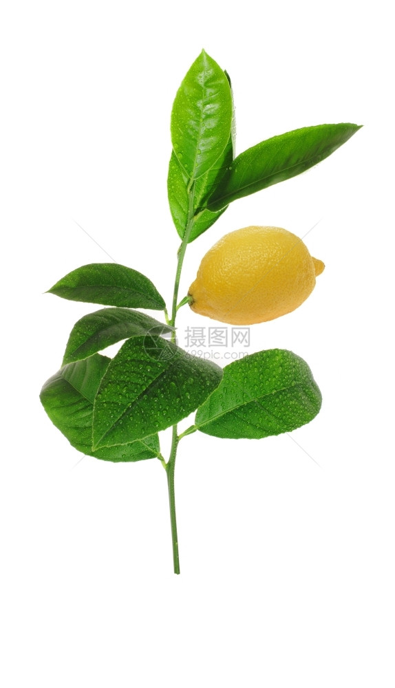 烹饪绿色柠檬芽白背景的水果成熟雪石豪华轿车肉质的健康图片