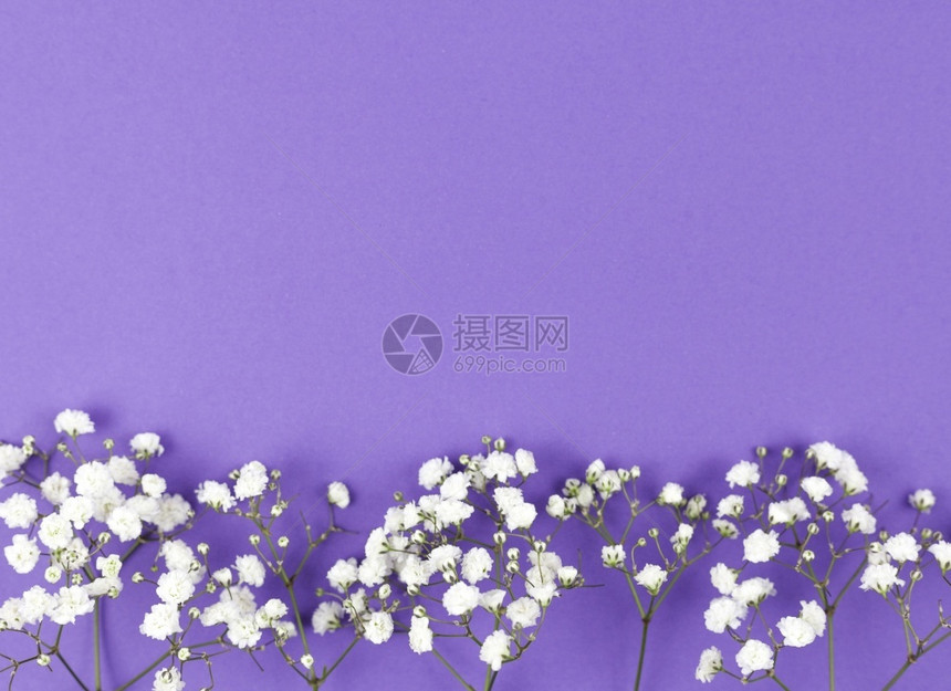 白色花枝点缀的紫色背景图片