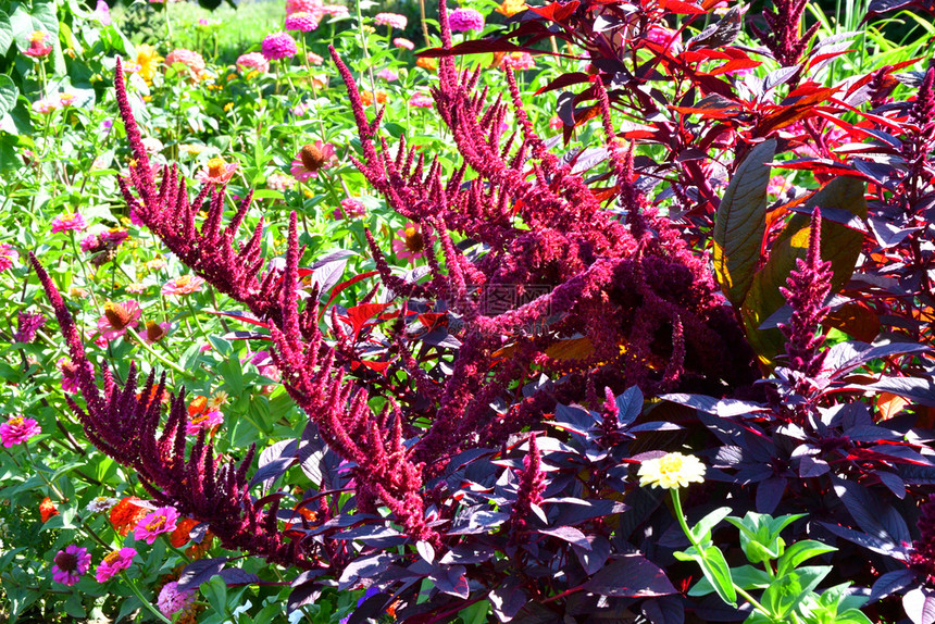 苋菜在炎热的一天夏花园里放着阿玛兰斯花朵植物明亮的图片